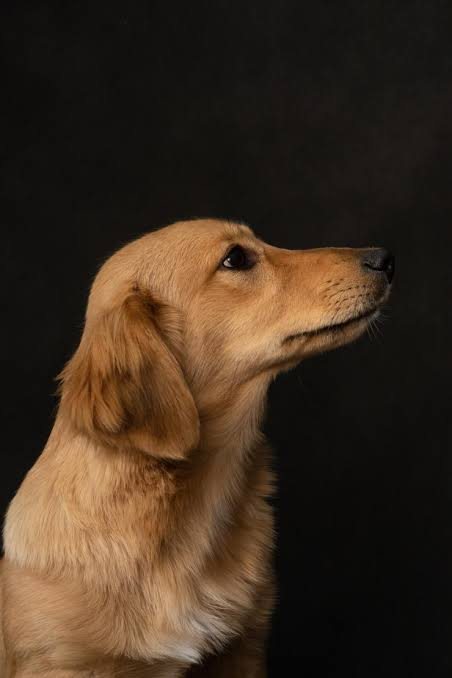 Foto de Fox